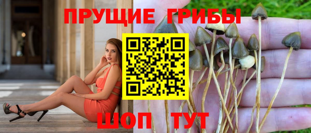 Павловский Посад  как найти наркотики  Вход с VPN  Галлюциногенные грибы Magic Shrooms 
